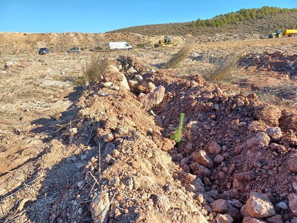 LVH NOTICIAS | EL AYUNTAMIENTO DE HELLÍN CONTRATARÁ A 16 TRABAJADORES PARA ACTIVIDADES DE REPOBLACIÓN FORESTAL Y LA EJECUCIÓN DE TRATAMIENTOS SELVÍCOLAS