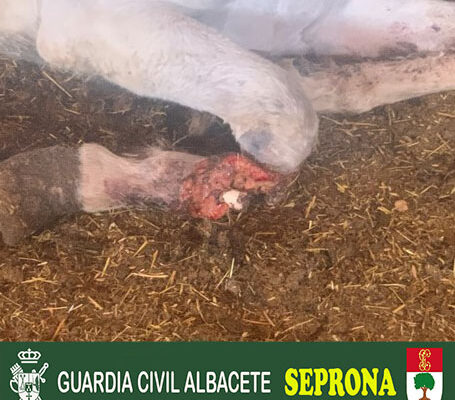 LVH NOTICIAS | EL SEPRONA DE LA GUARDIA CIVIL DE ALMANSA INVESTIGA A UNA PERSONA POR UN DELITO DE MALTRATO ANIMAL